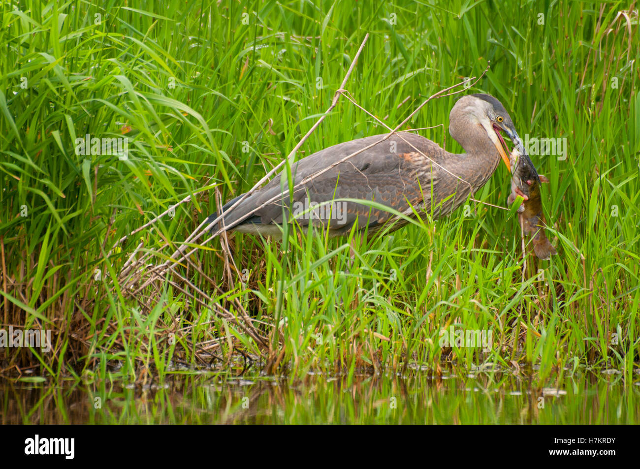 Great Blue Heron (Ardea Herodias) mit Wels, Silverton Marine Park, Silverton, Oregon Stockfoto