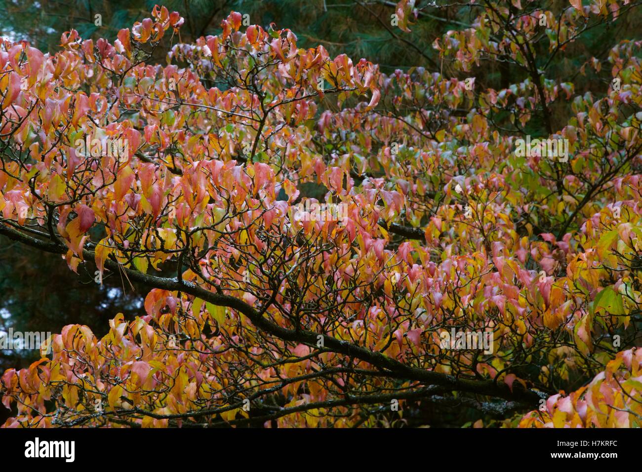 Japanischer Hartriegel Stockfoto