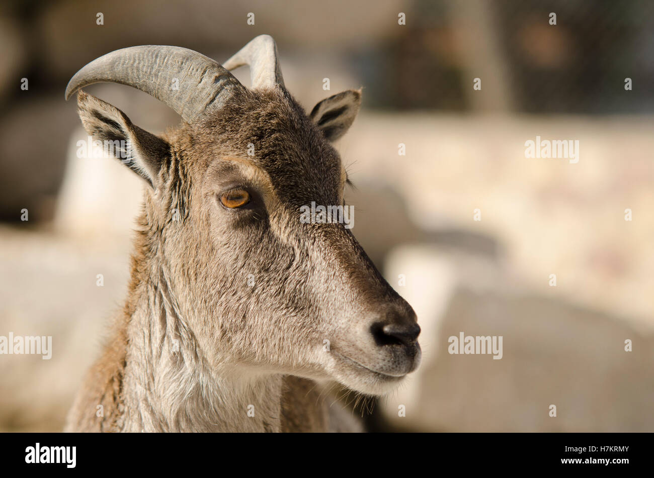 Ibex weiblichen Nahaufnahme Stockfoto