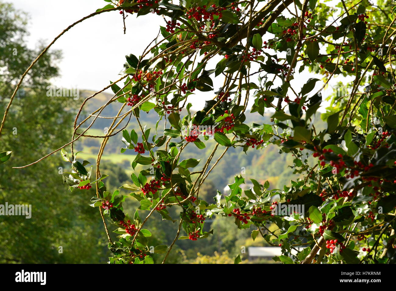 Stechpalme mit Beeren wachsen auf dem Lande verpackt Stockfoto