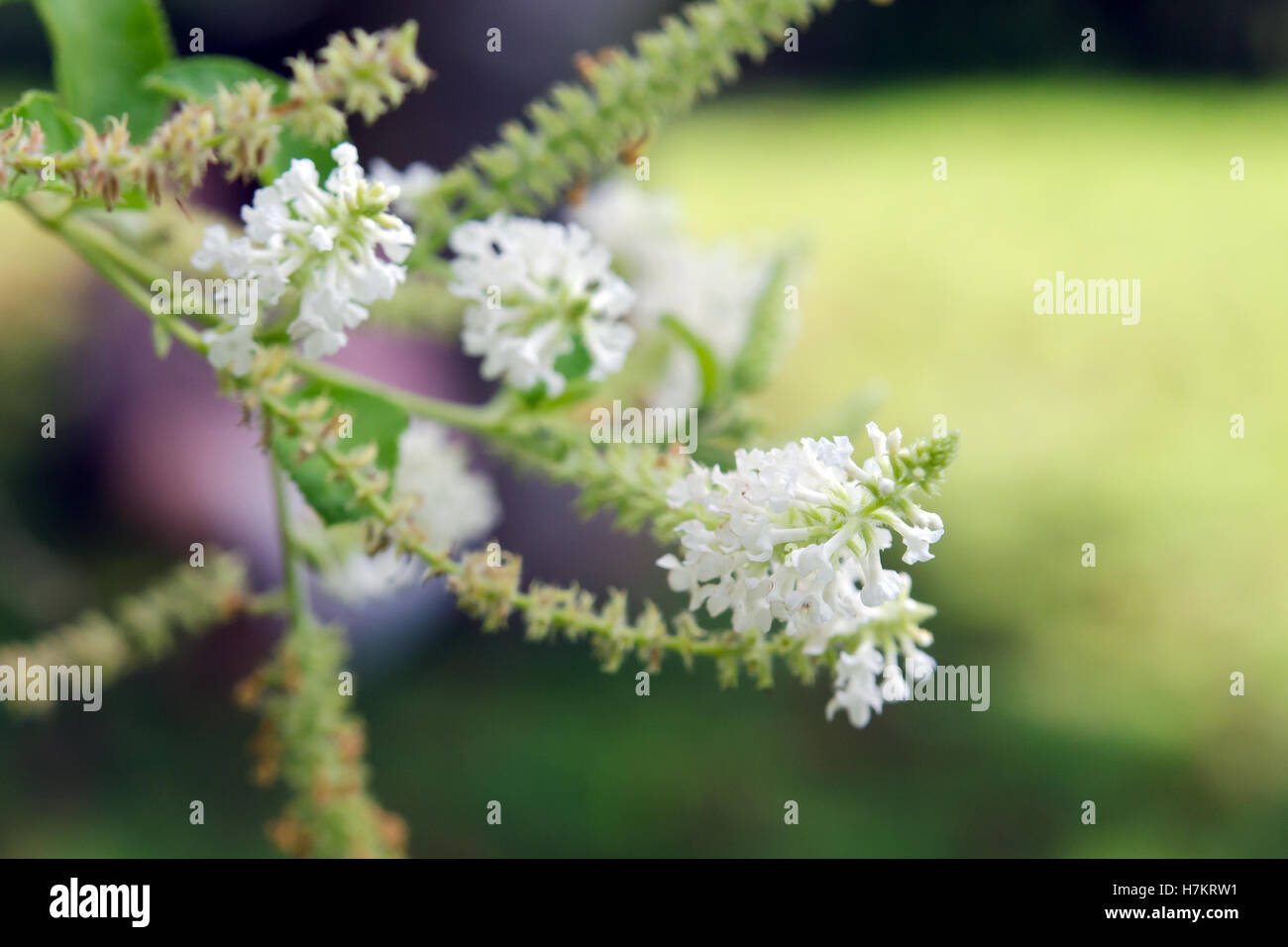 Schmetterlingsstrauch weiße Blume (auch genannt als Buddleja, Sommerflieder, Buddlea, Adam Buddle, Schmetterling ja, Buddle Puni Ulata Wand, Budd Stockfoto