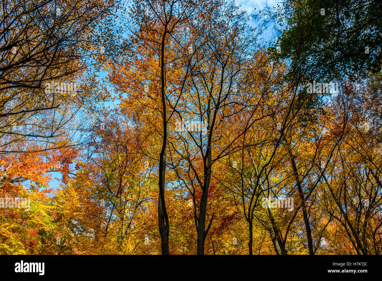 Bäume mit gelben und orangefarbenen Laub im herbstlichen Wald auf sonnigen Tag mit blauem Himmel Stockfoto