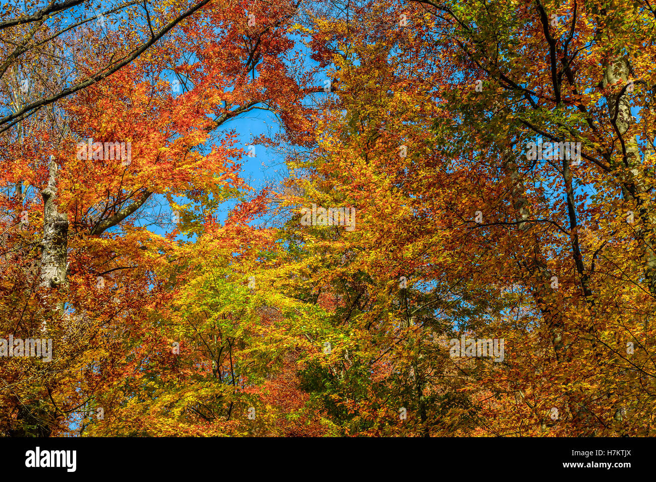 Bäume mit gelben und orangefarbenen Laub im herbstlichen Wald auf sonnigen Tag mit blauem Himmel Stockfoto