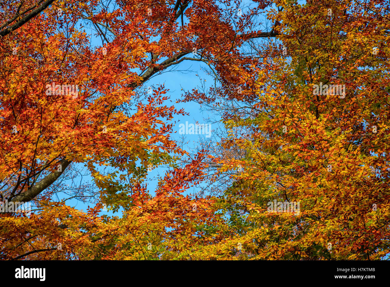 Bäume mit gelben und orangefarbenen Laub im herbstlichen Wald auf sonnigen Tag mit blauem Himmel Stockfoto