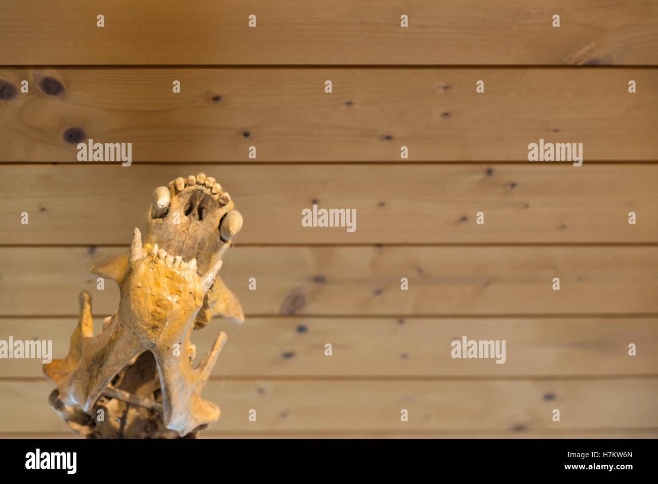 Details des Skeletts eines fossilen Bären Stockfoto