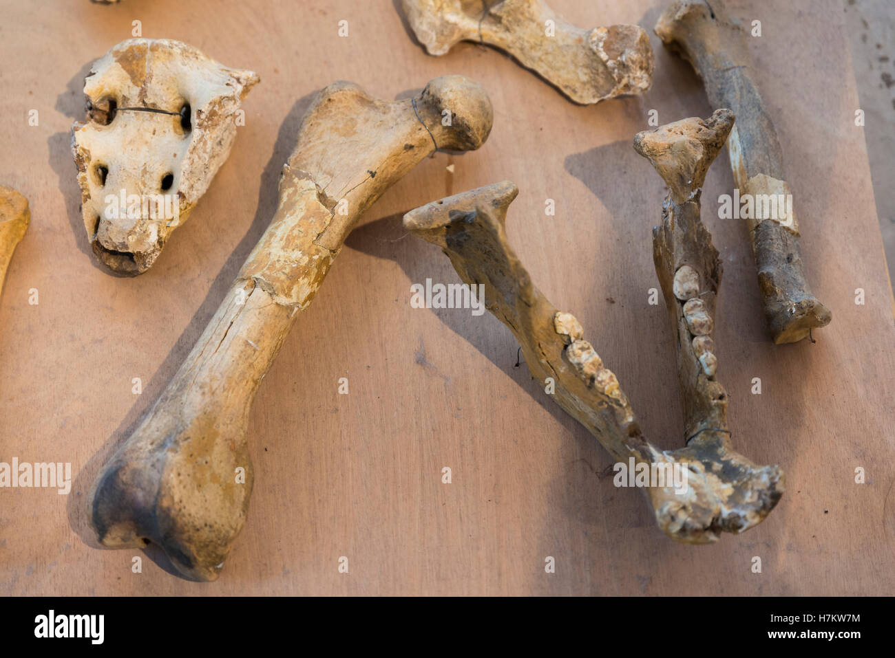 Details des Skeletts eines fossilen Bären Stockfoto