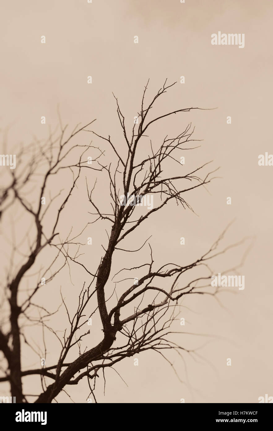 Kahler Baum Silhouette. Launisch und poetische Art Szene. Dunkle Äste und Himmel. Stockfoto
