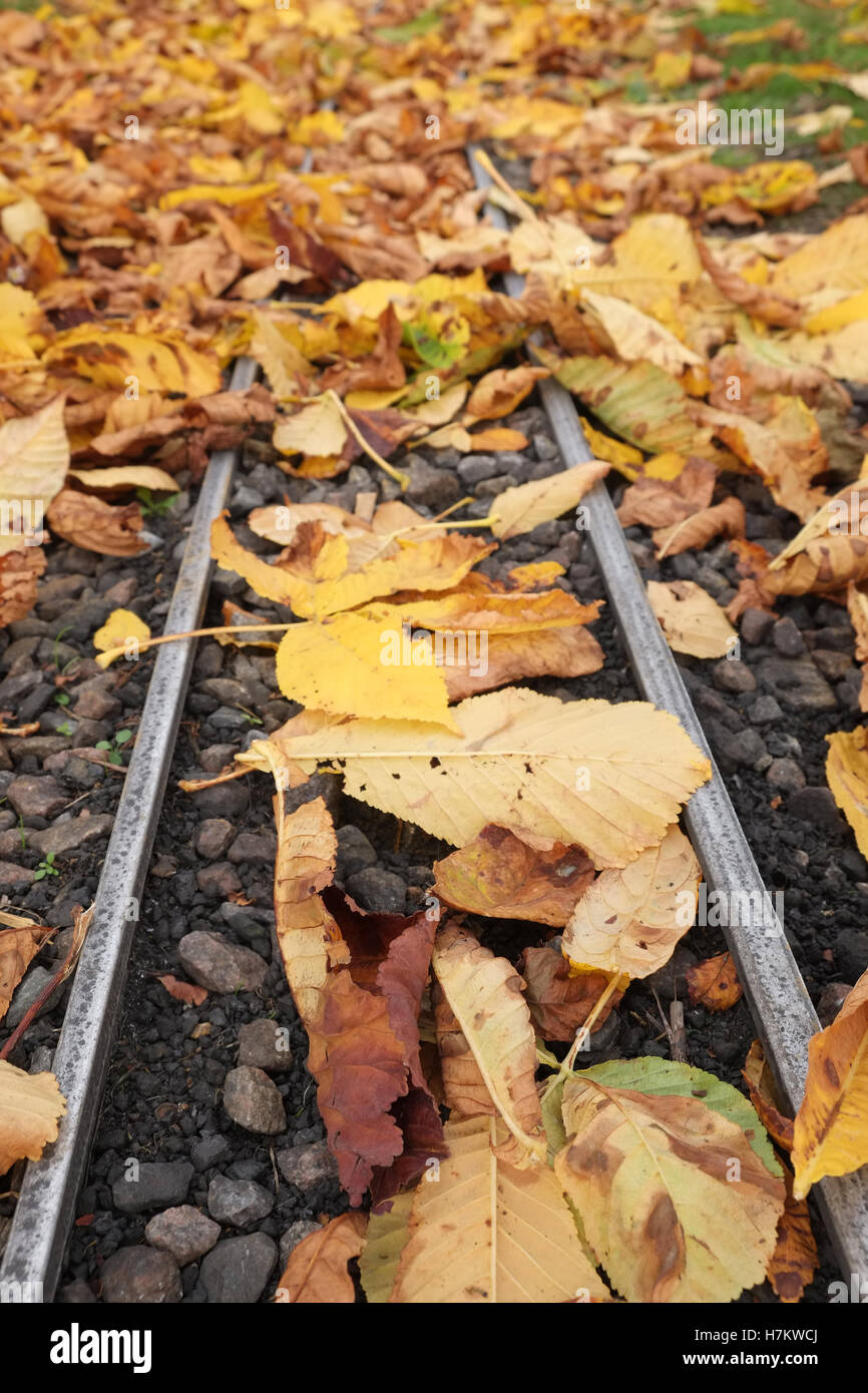 6. November 2016, Blätter auf den Gleisen tut mir leid für die Störung zum Zug service heute - wirklich eine Miniatur-Eisenbahn, Stockfoto