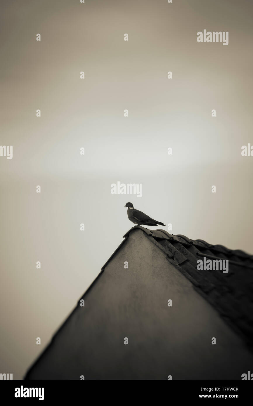 Eine Taube sitzt oben auf alten Haus. Vogel auf dem Dach Aufbau. Konzept der Freiheit, Einsamkeit und Einfachheit. Stockfoto