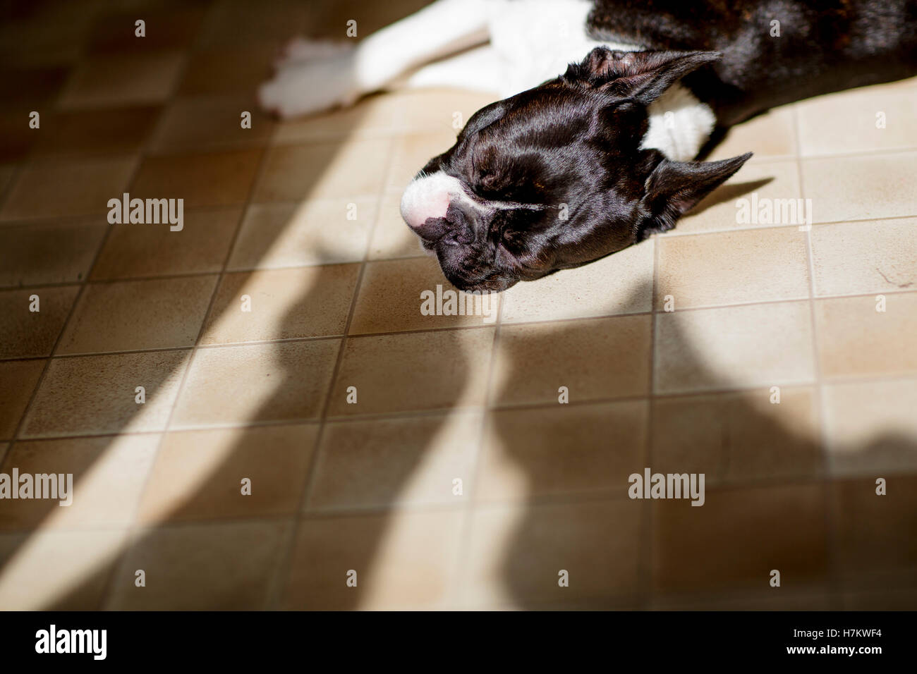 Boston Terrier zum Entspannen in der Sonne mit 2 Katze Schatten der Katzen beobachtete ihn verdächtig Stockfoto