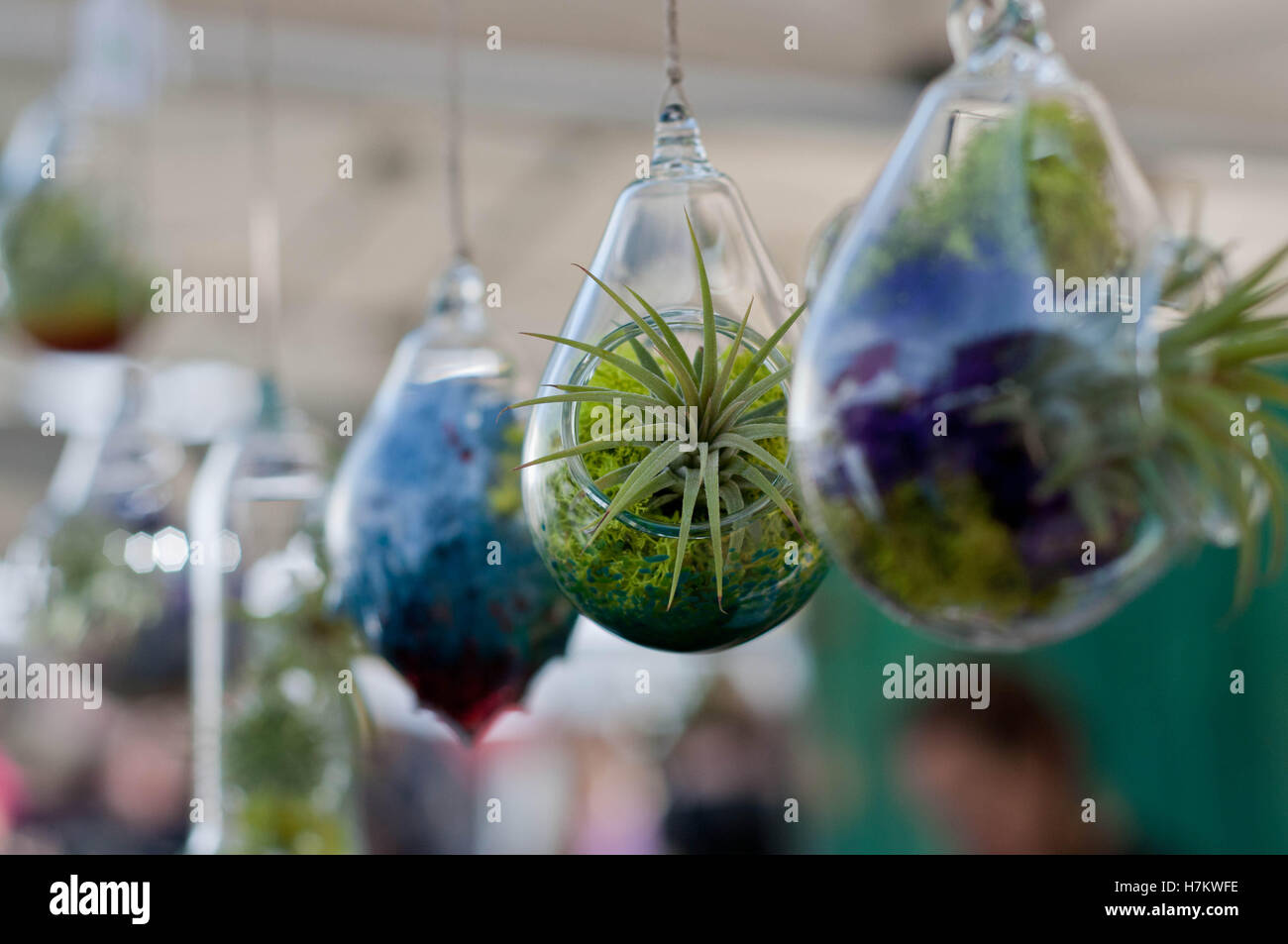 Winzige sukkulenten Pflanzen in kleinen Glas hängende Pflanzgefäße  Stockfotografie - Alamy