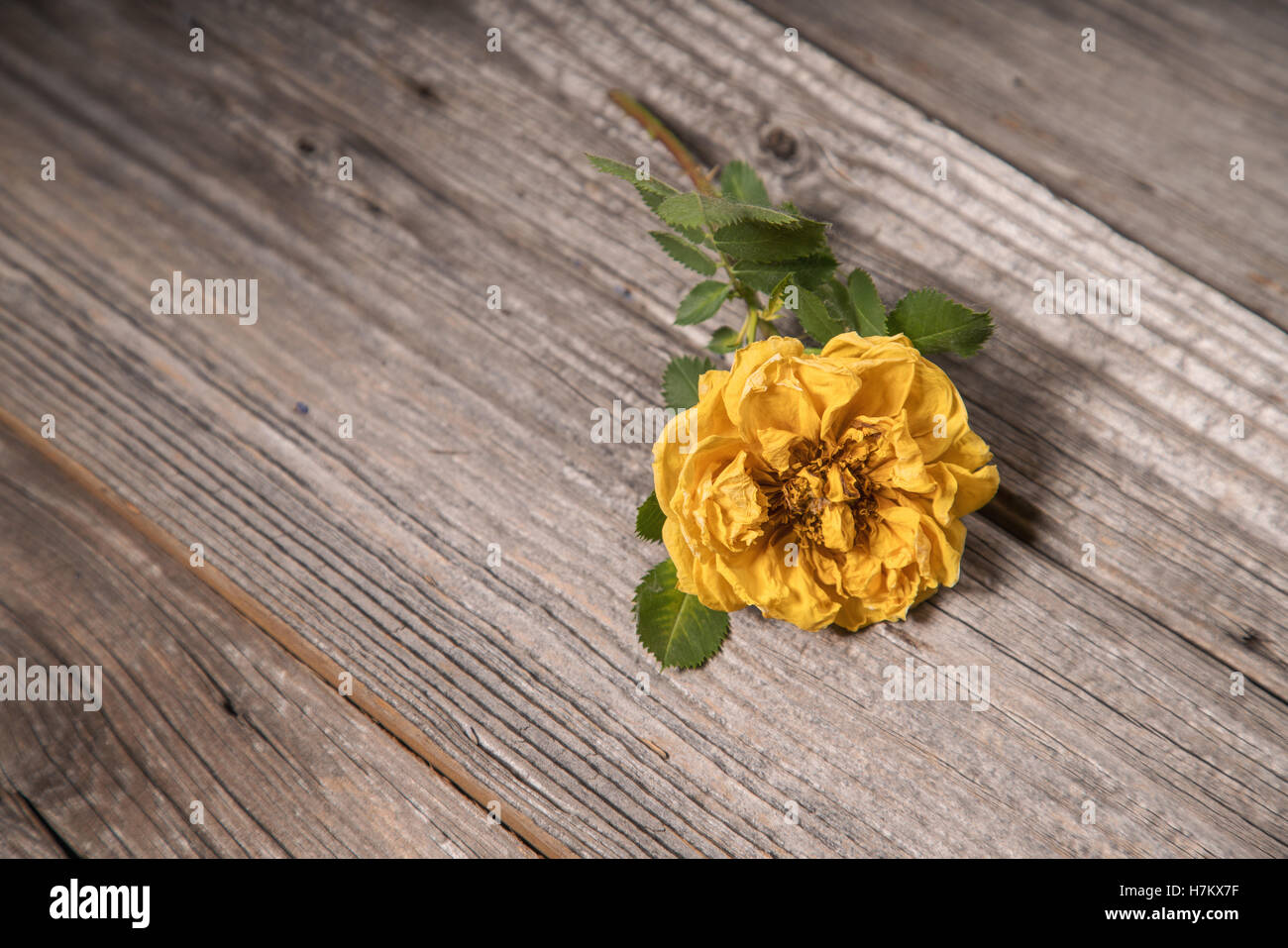 Gelbe Rose auf Grunge Holz Hintergrund, selektiven Fokus Stockfoto