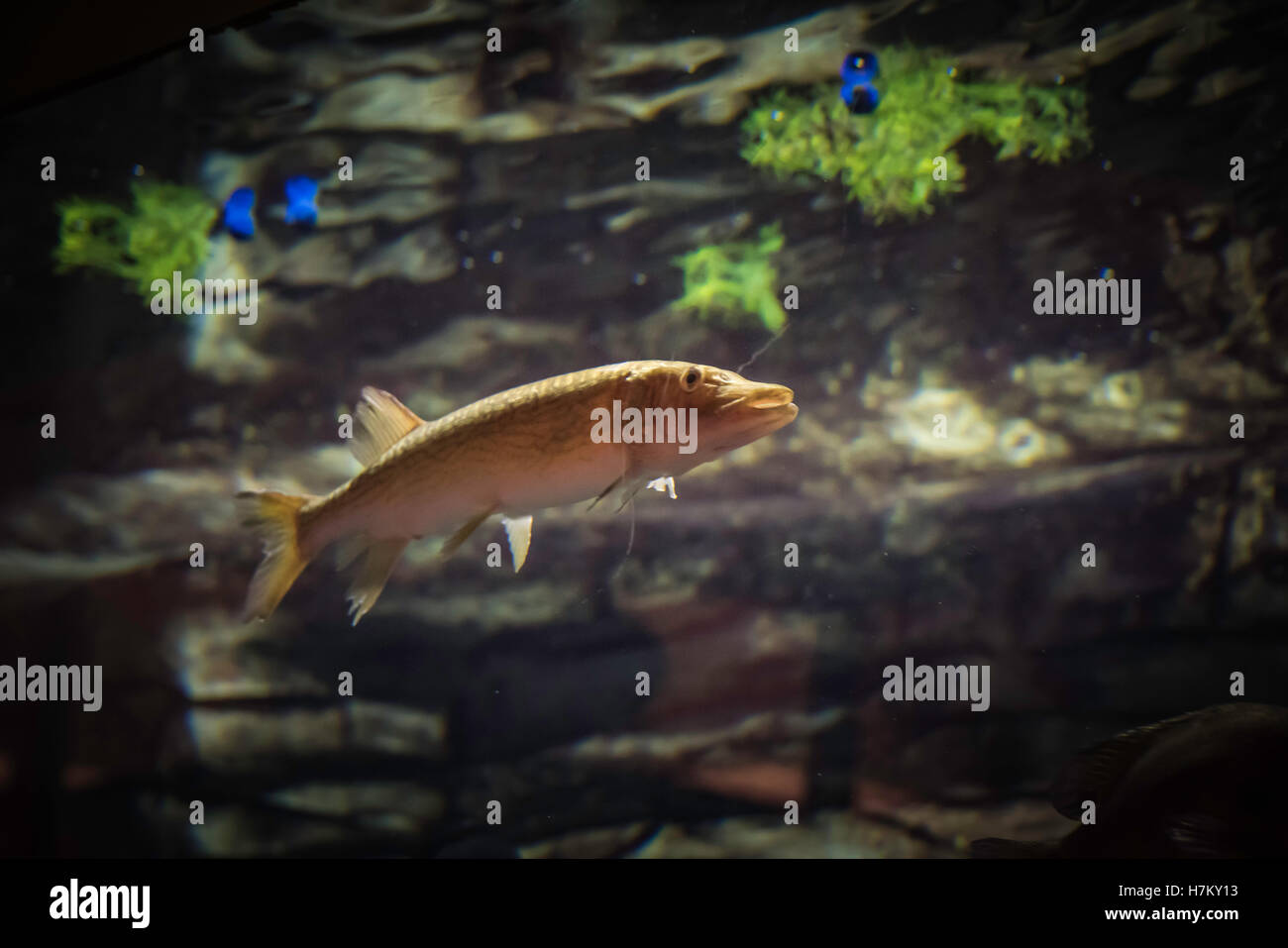 Aquarienfische. Stockfoto