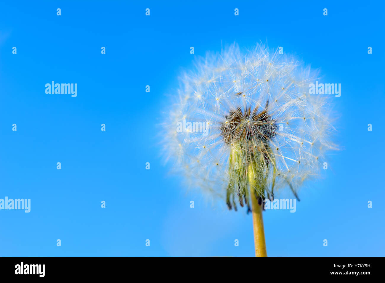 Löwenzahn kugelförmigen Kopf der Samen auf den blauen Himmelshintergrund. Sommerwiese mit blühenden Löwenzahn. Schönen Sommer-Feld landet Stockfoto