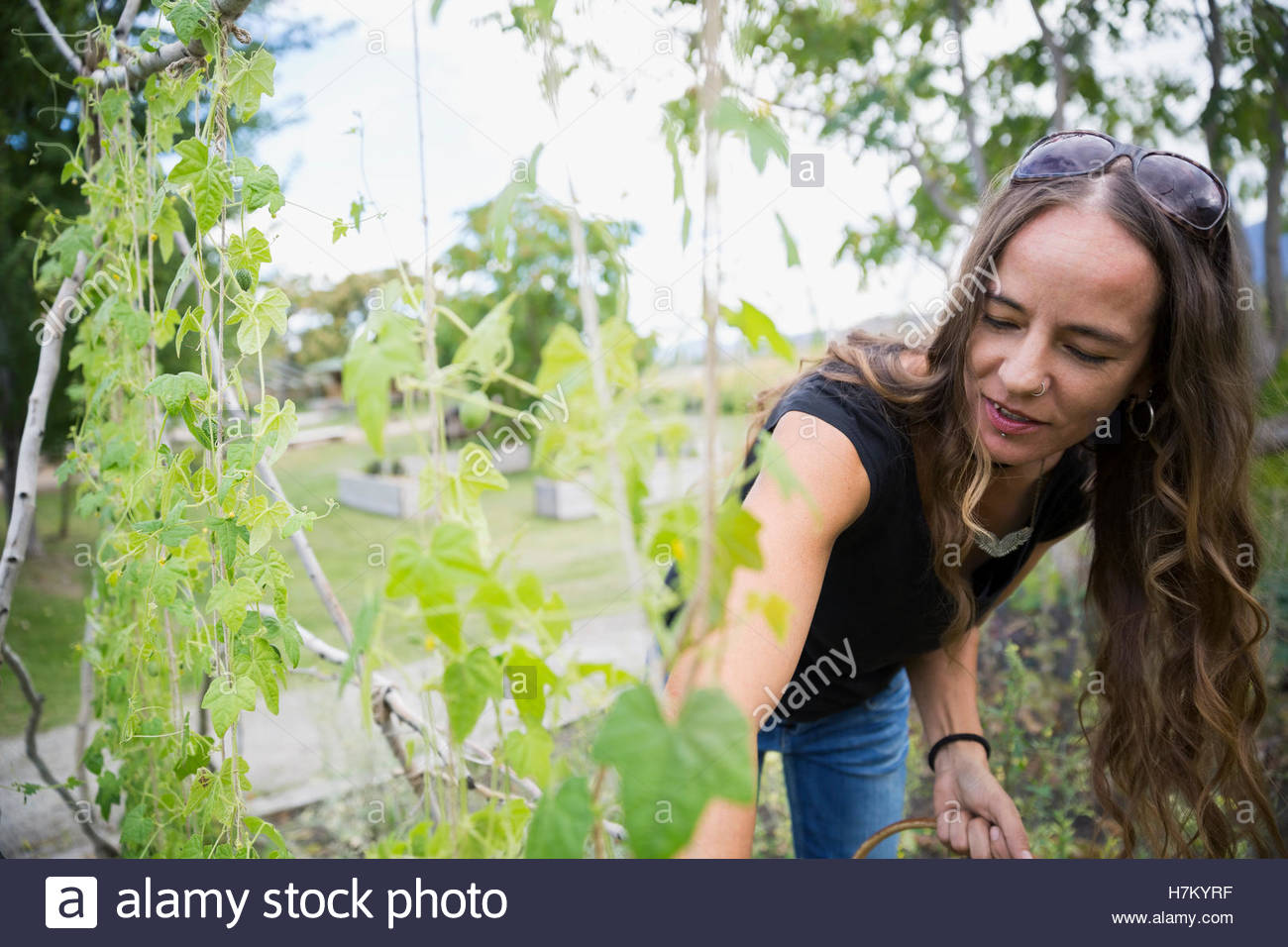 Frau im Garten Ernte im Gemüsegarten Stockfoto
