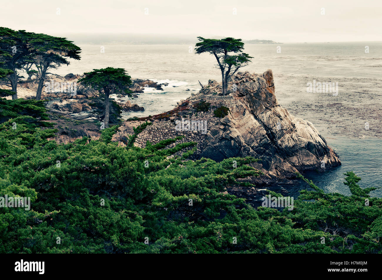 Lone Cypress Tree, 17-Mile Drive, Pebble Beach, Monterey, Kalifornien, USA Stockfoto