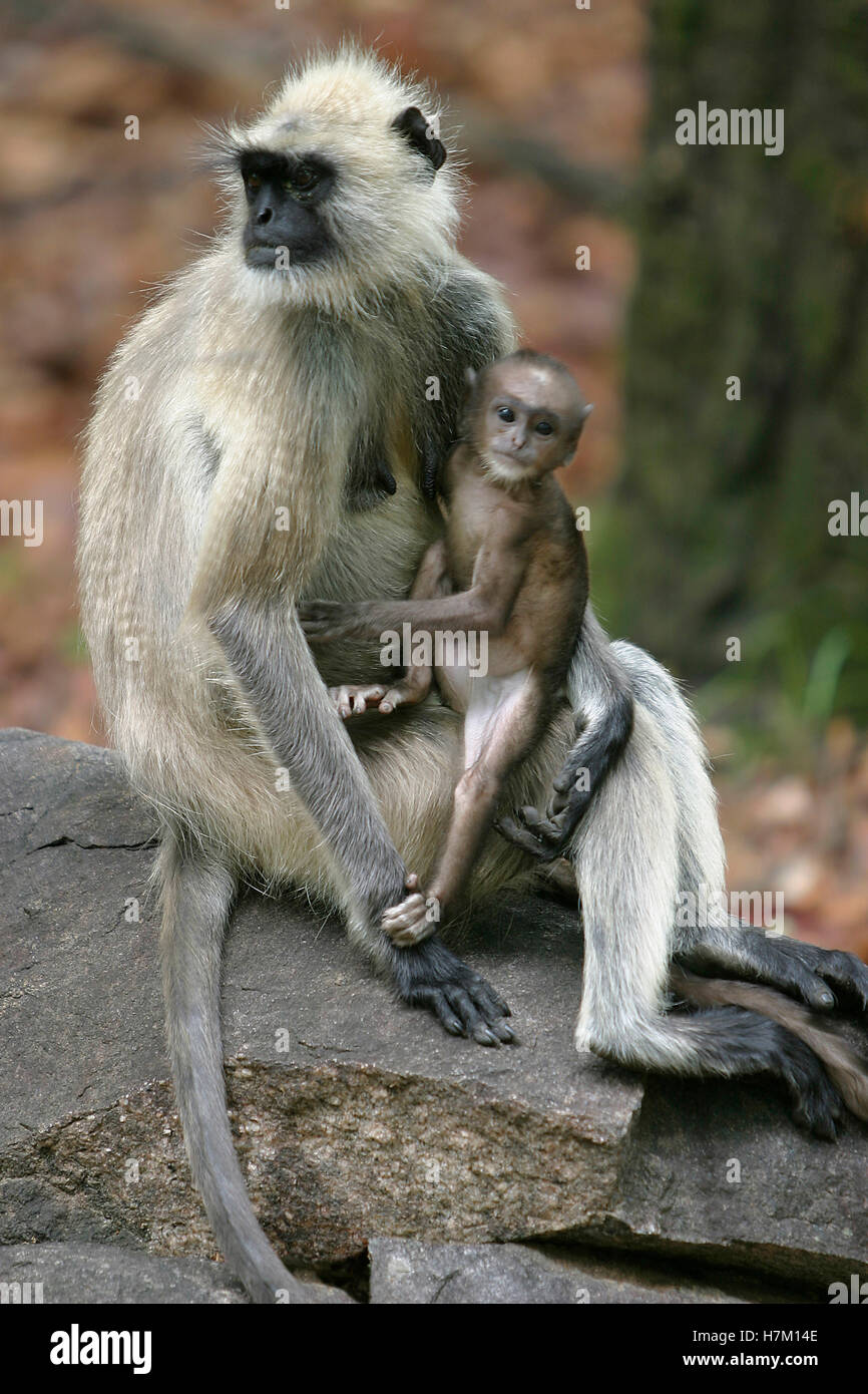 Gemeinsamen Languren Presbytis Entellus, weibliche mit jungen, Kanha National Park, Madhya Pradesh, Indien. Stockfoto