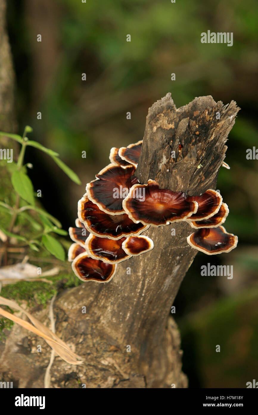 Halterung Pilz. Gefunden Sie häufig in indischen Wäldern. Stockfoto