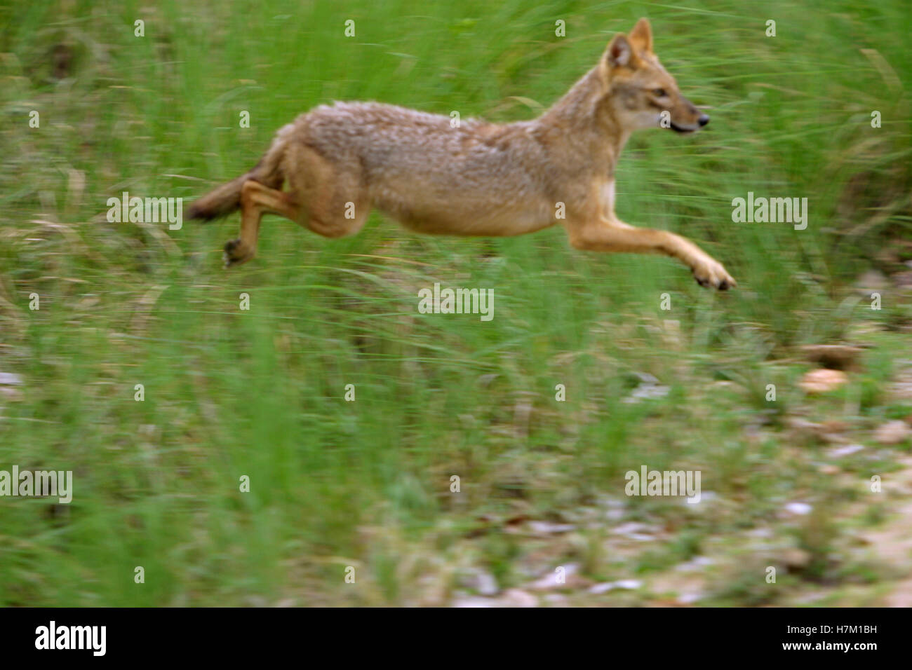 Schakal, im Kanha National Park, Madhya Pradesh, Indien Stockfoto