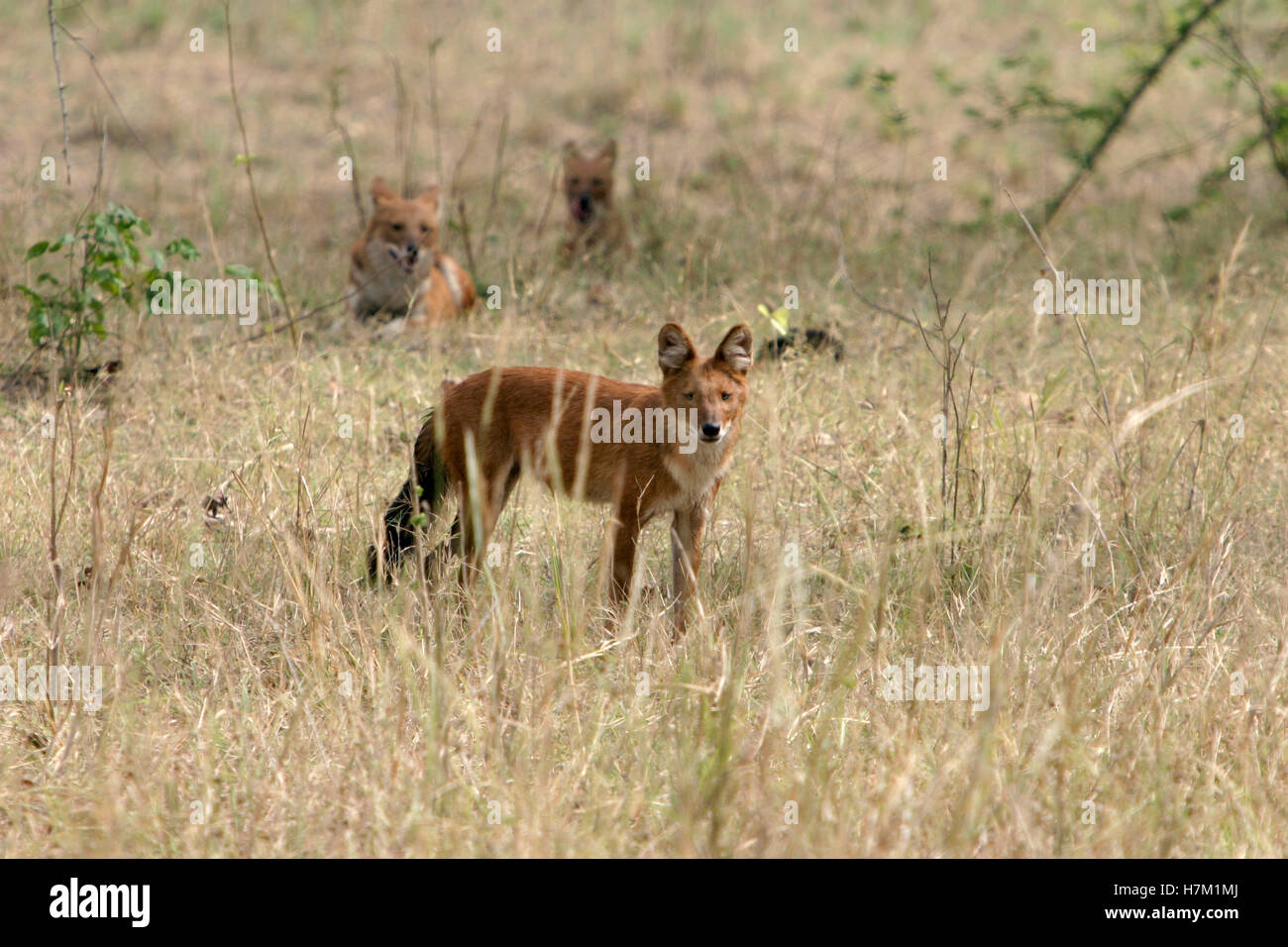 Indische Wildhund oder Dhol, Cuon Alpinus, Kanha National Park, Madhya Pradesh, Indien Stockfoto