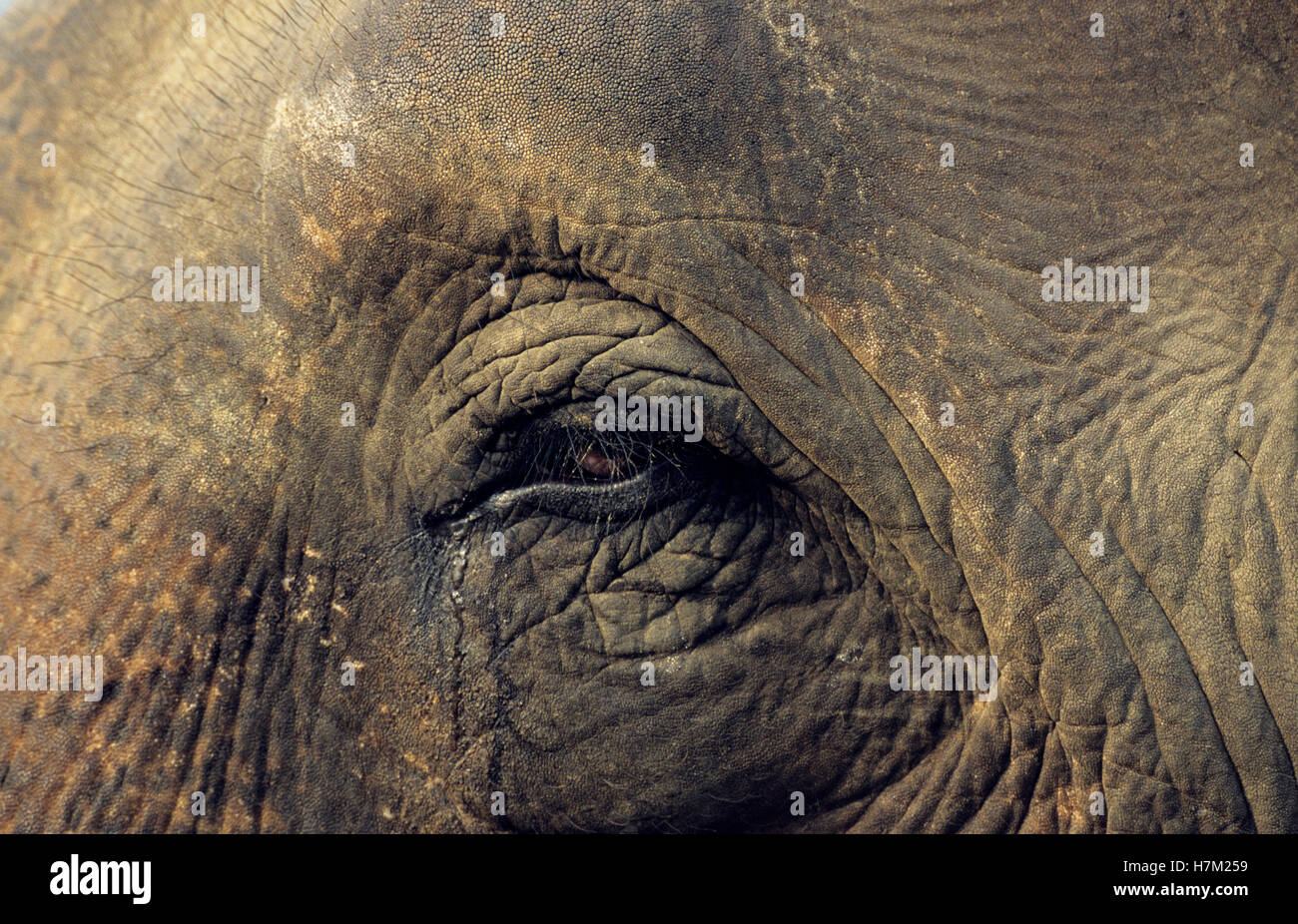 Auge des indischen Elefanten, Elephas Maximus, Carl von Linné Stockfoto