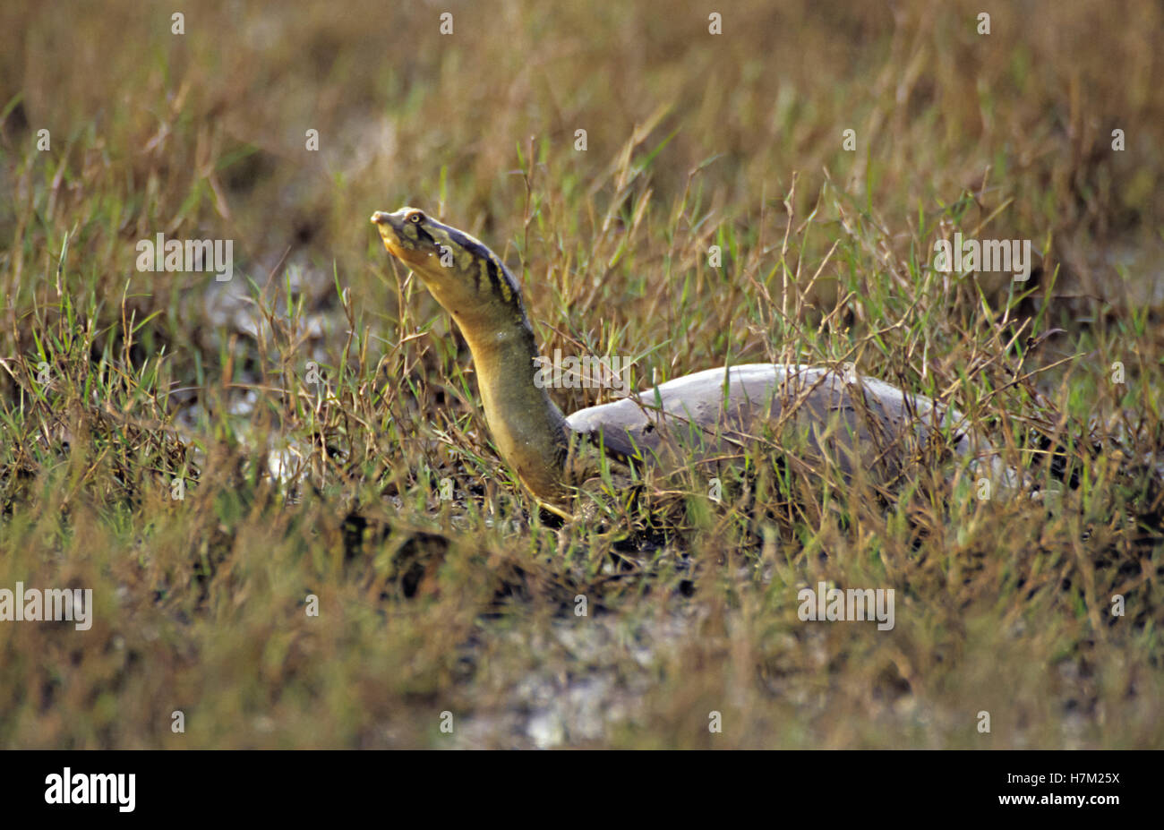 Soft-Shell Terapin, im Keoladev Nationalpark, Bharatpur, Rajasthan, Indien. Stockfoto