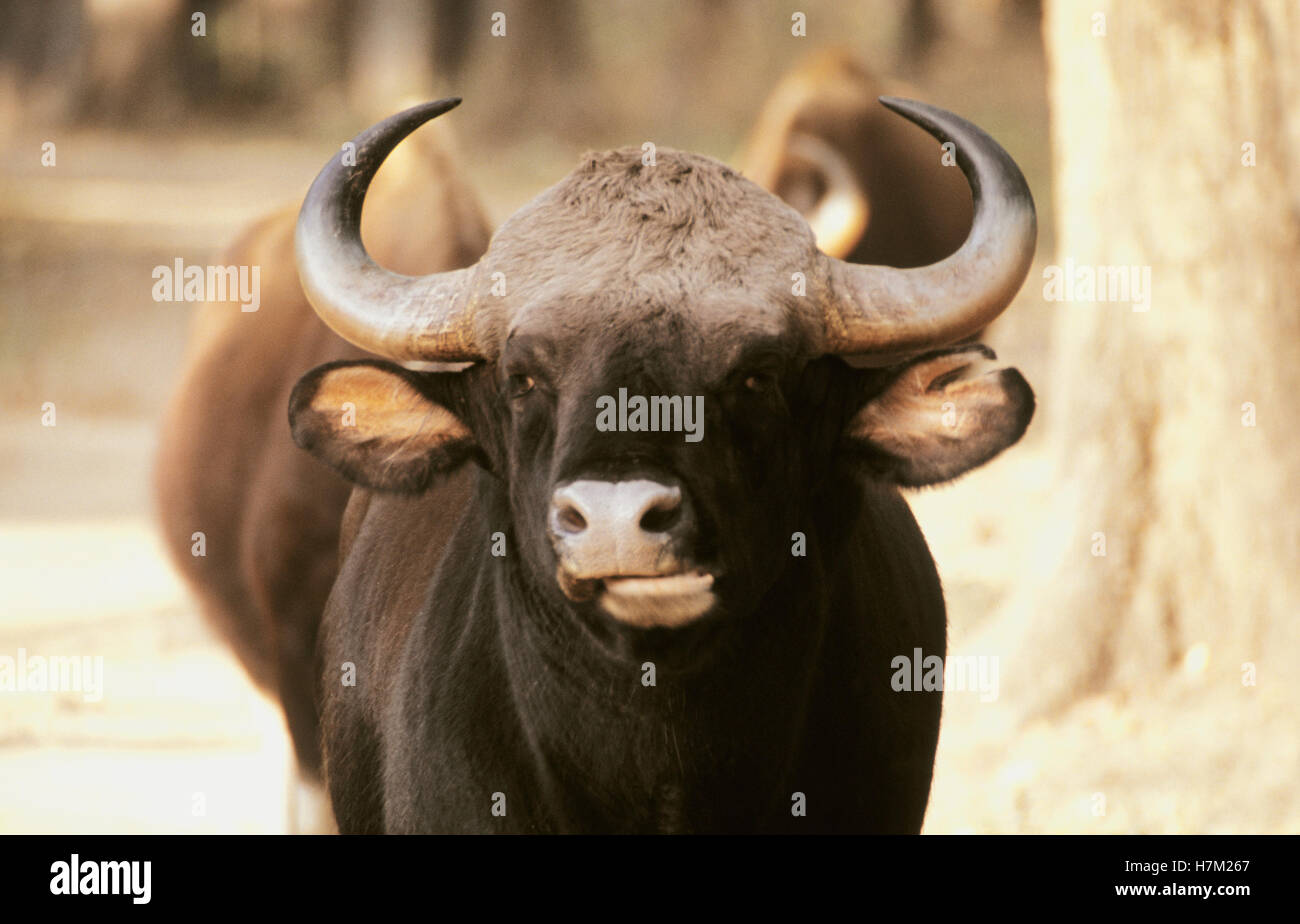 Der Gaur oder indische Bison, Bos Gaurus, im Kanha National Park, Madhya Pradesh, Indien. Stockfoto