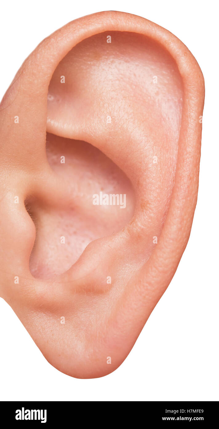 menschliche Ohr isoliert auf weißem Hintergrund Stockfoto