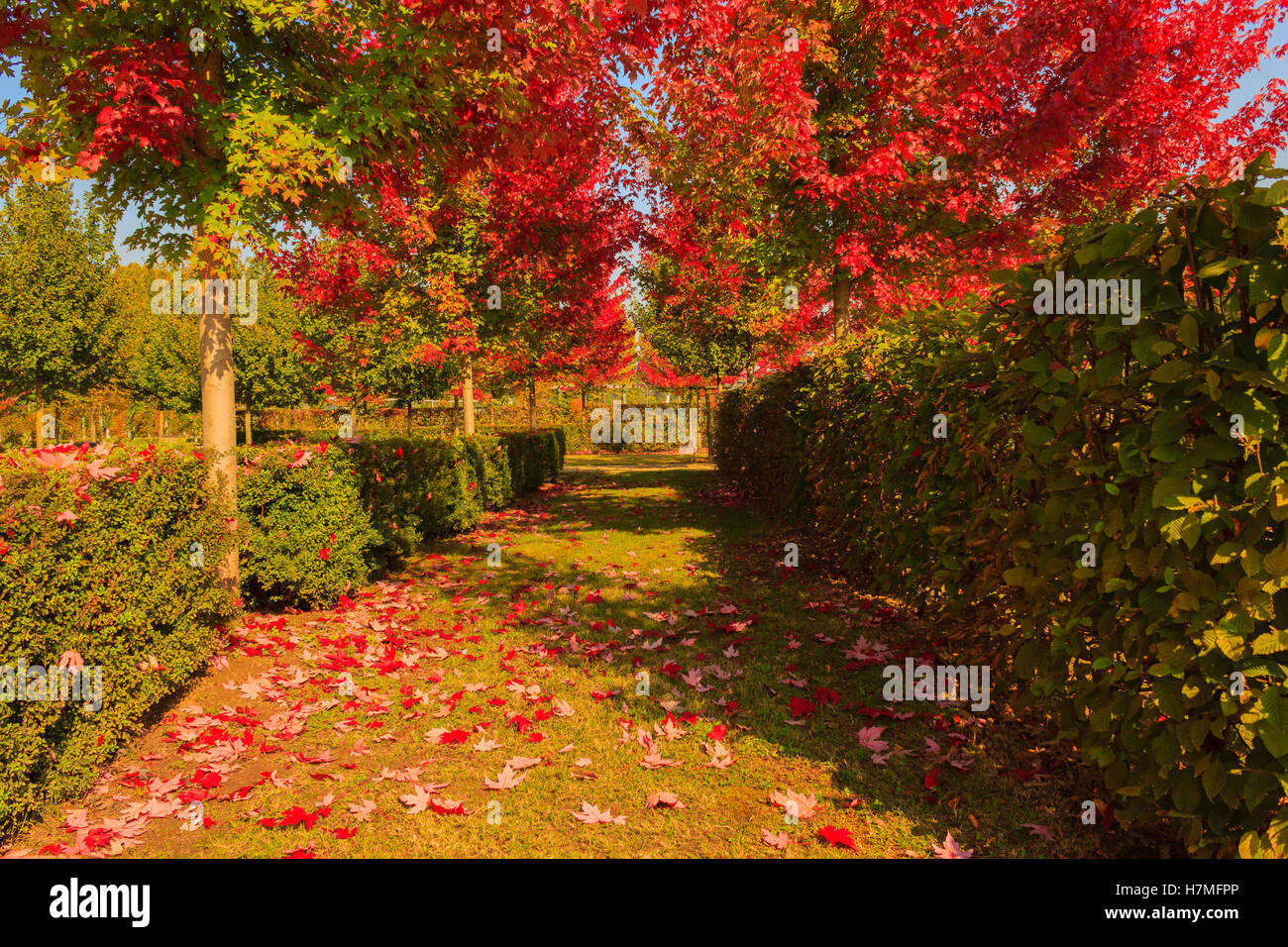 die chromatischen Magie des Herbstes Stockfoto
