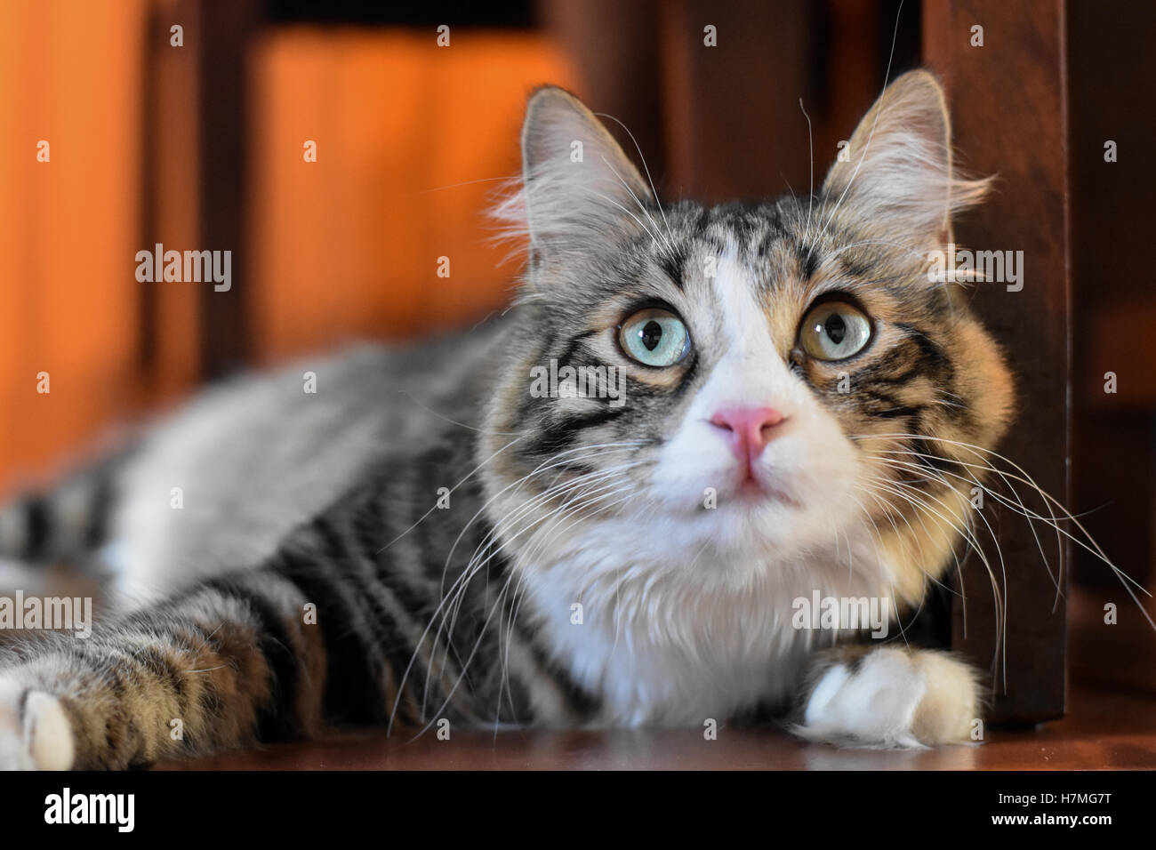 Eine flauschige Katze immer bereit Stockfoto