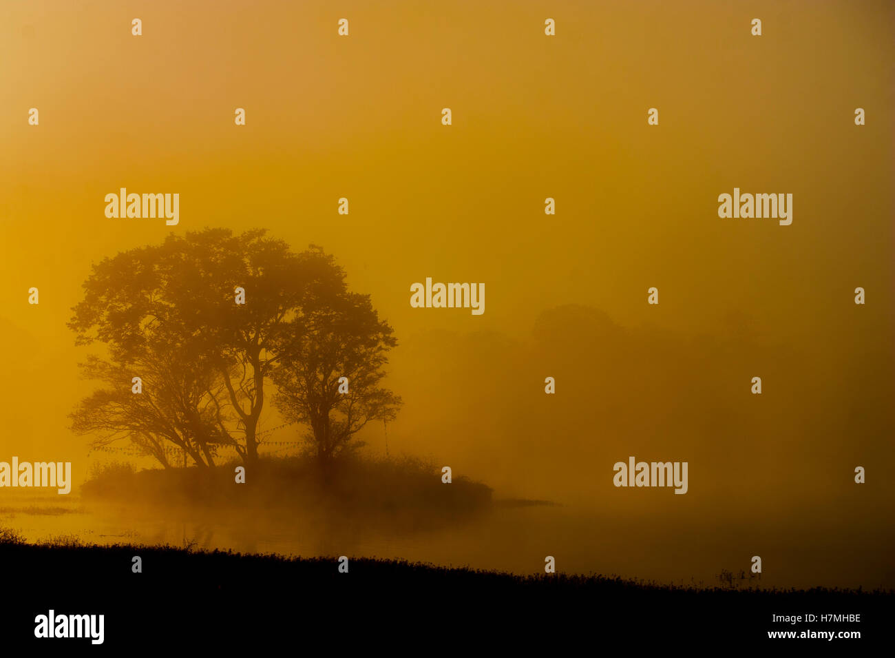 Gelbe taudah See Morgennebel, silhouette Bäume. Stockfoto