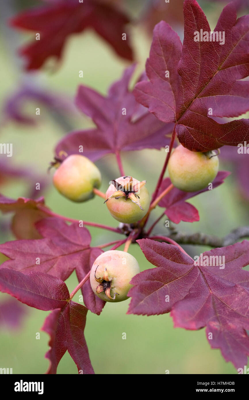 Malus Trilobata Obst. Stockfoto