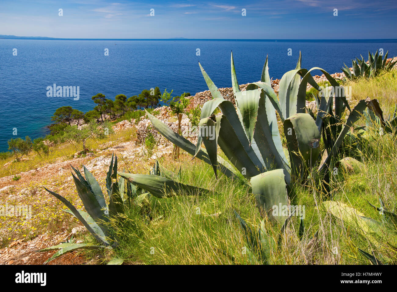 Agavenpflanzen an der Küste, nahe Dubovica. Insel Hvar, Kroatien. Adria. Europa. Stockfoto