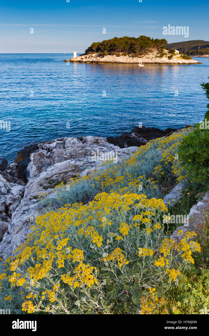 Blumenblüten und felsige Küste. Insel Hvar, Kroatien. Adria, mediterrane Vegetation. Europa. Stockfoto