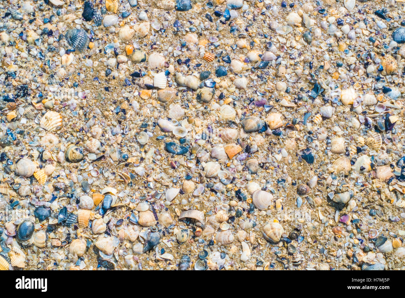 Kaputte Muscheln auf einen Strand am Mittelmeer. Hintergrundmuster Stockfoto