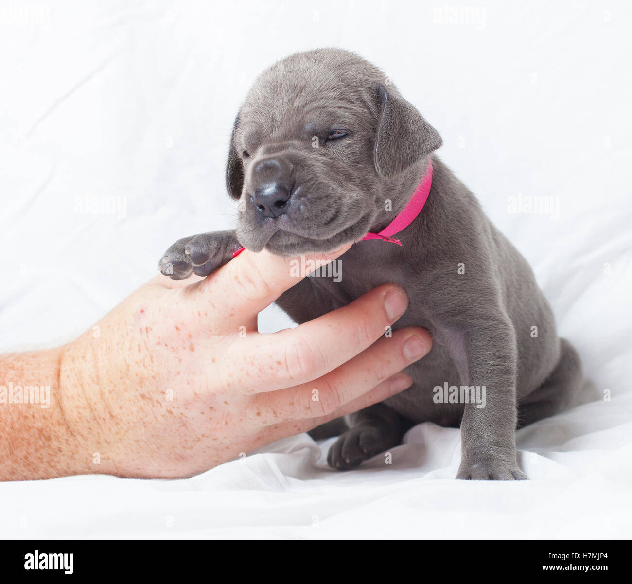 Hand halten Sie eine reinrassige Deutsche Dogge Welpen, die noch sehr jung ist hilft Stockfoto