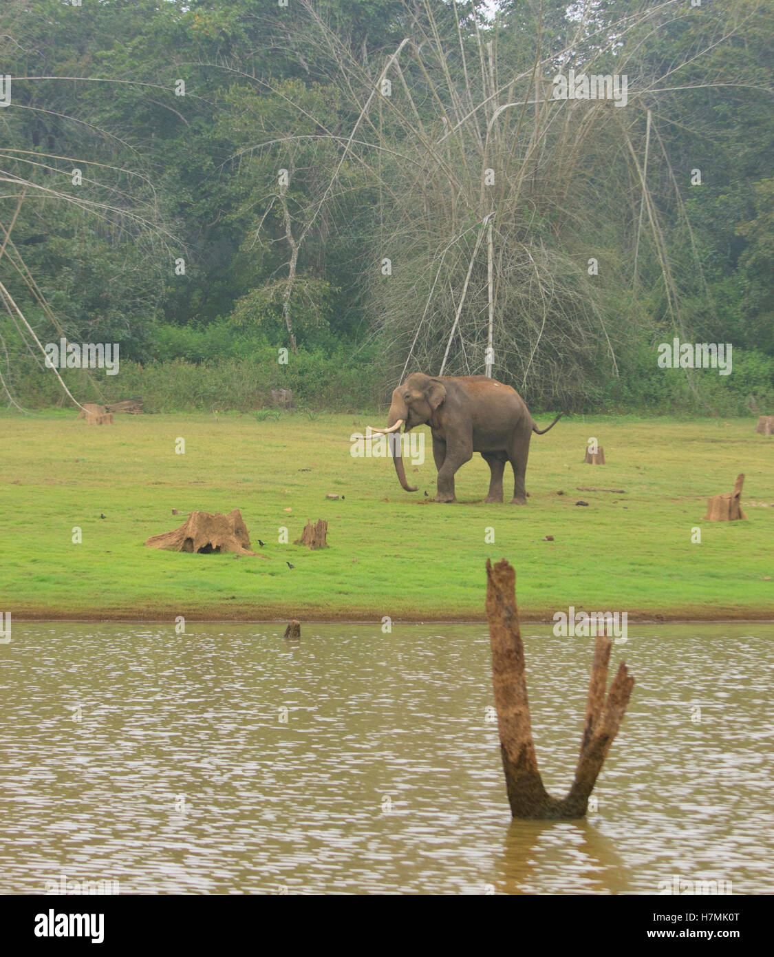 Elefanten im Kabini Stockfoto