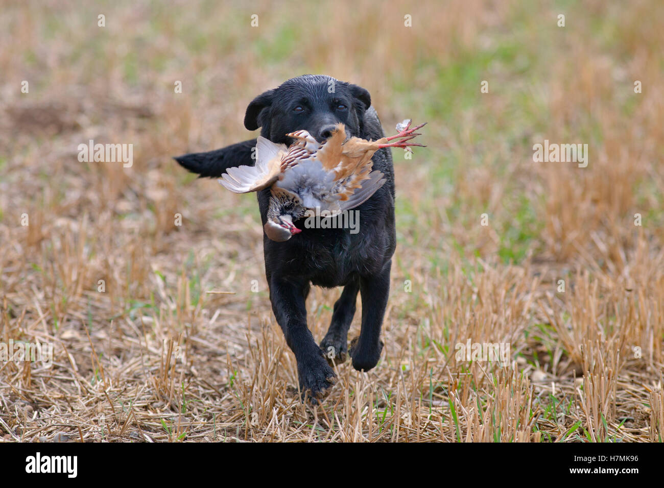 Schwarzer Labrador holt Rebhuhn auf Spielschießen in Norfolk Mitte November ab Stockfoto