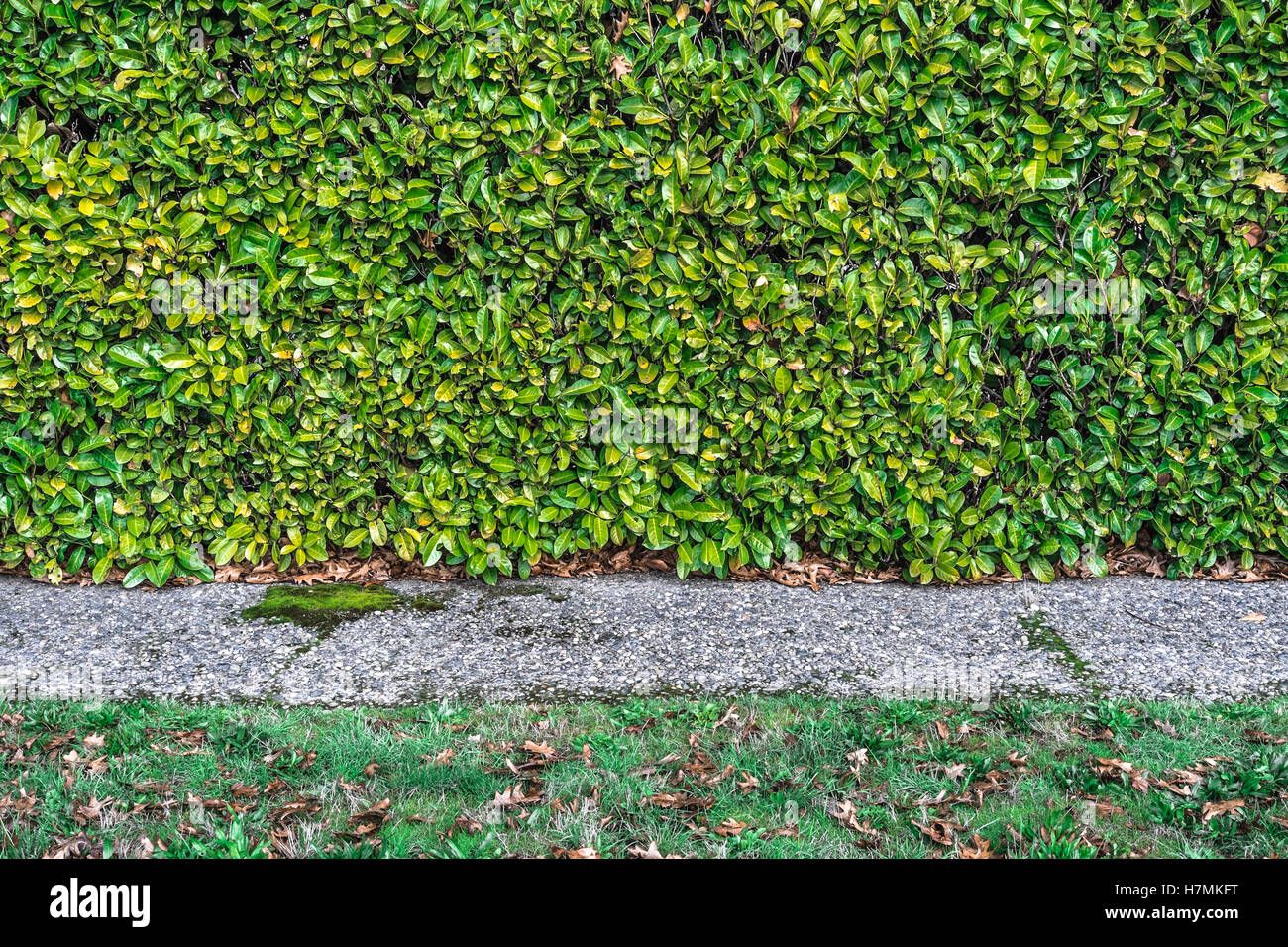 Grüne Hecke mit einem grauen Bürgersteig und eine Liegewiese mit braunem Laub drin. Stockfoto