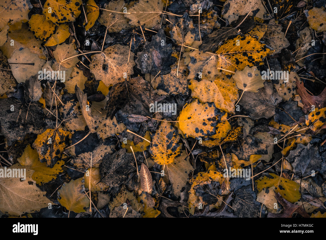 Nass Gelb Birke Blätter im Herbst auf dem Boden zersetzen, fallen Farbe und Farben Stockfoto