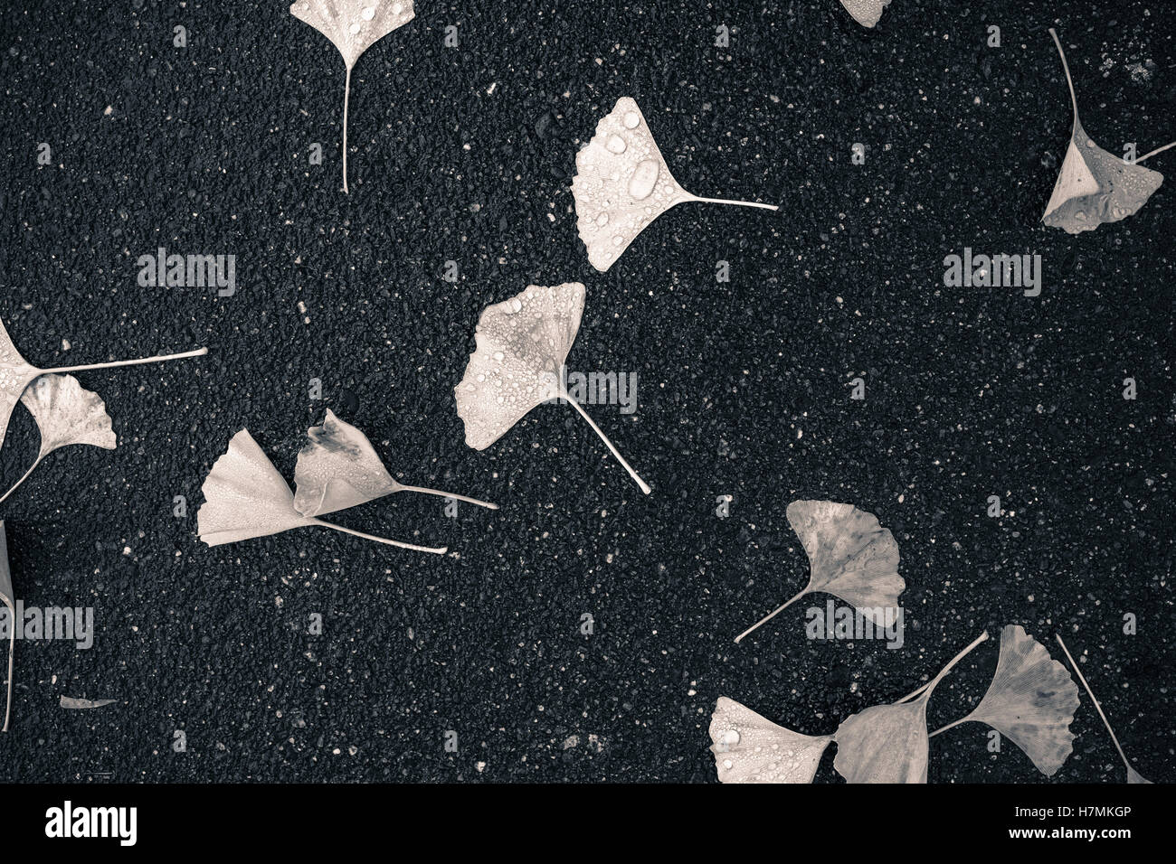 Nass, schwarz und weiß, b&w, Zerlegen von Ginko-Blätter, die auf den Boden, auf einem Bürgersteig Asphalt im Herbst an einem regnerischen Tag in Seattle gefallen haben Stockfoto