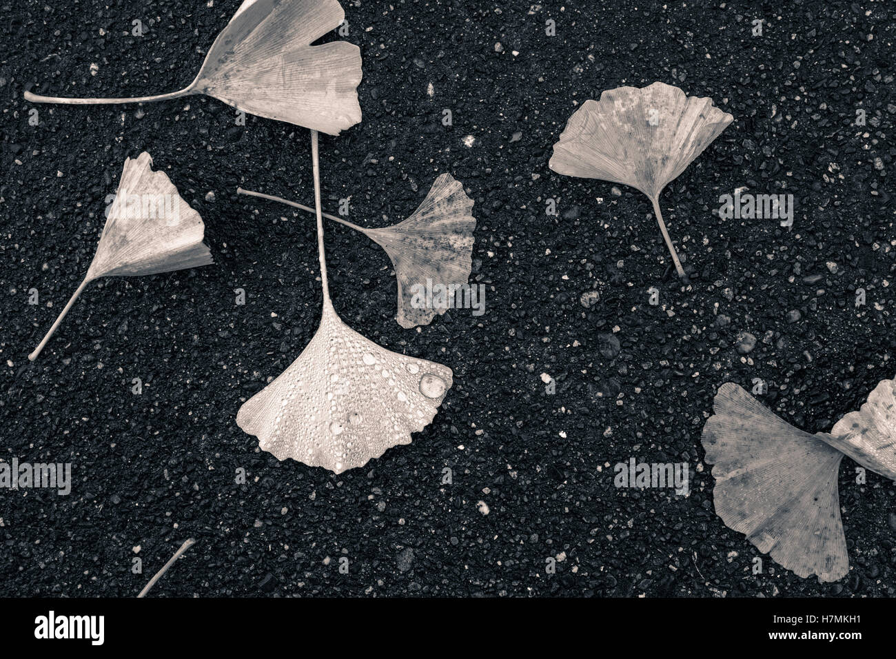 Nass, schwarz und weiß, b&w, Zerlegen von Ginko-Blätter, die auf den Boden, auf einem Bürgersteig Asphalt im Herbst an einem regnerischen Tag in Seattle gefallen haben Stockfoto