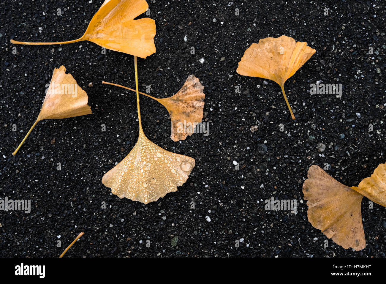 Nass, orange, gelb, verwesenden Ginko-Blätter, die auf den Boden, auf einem Bürgersteig Asphalt im Herbst an einem regnerischen Tag in Seattle gefallen haben Stockfoto