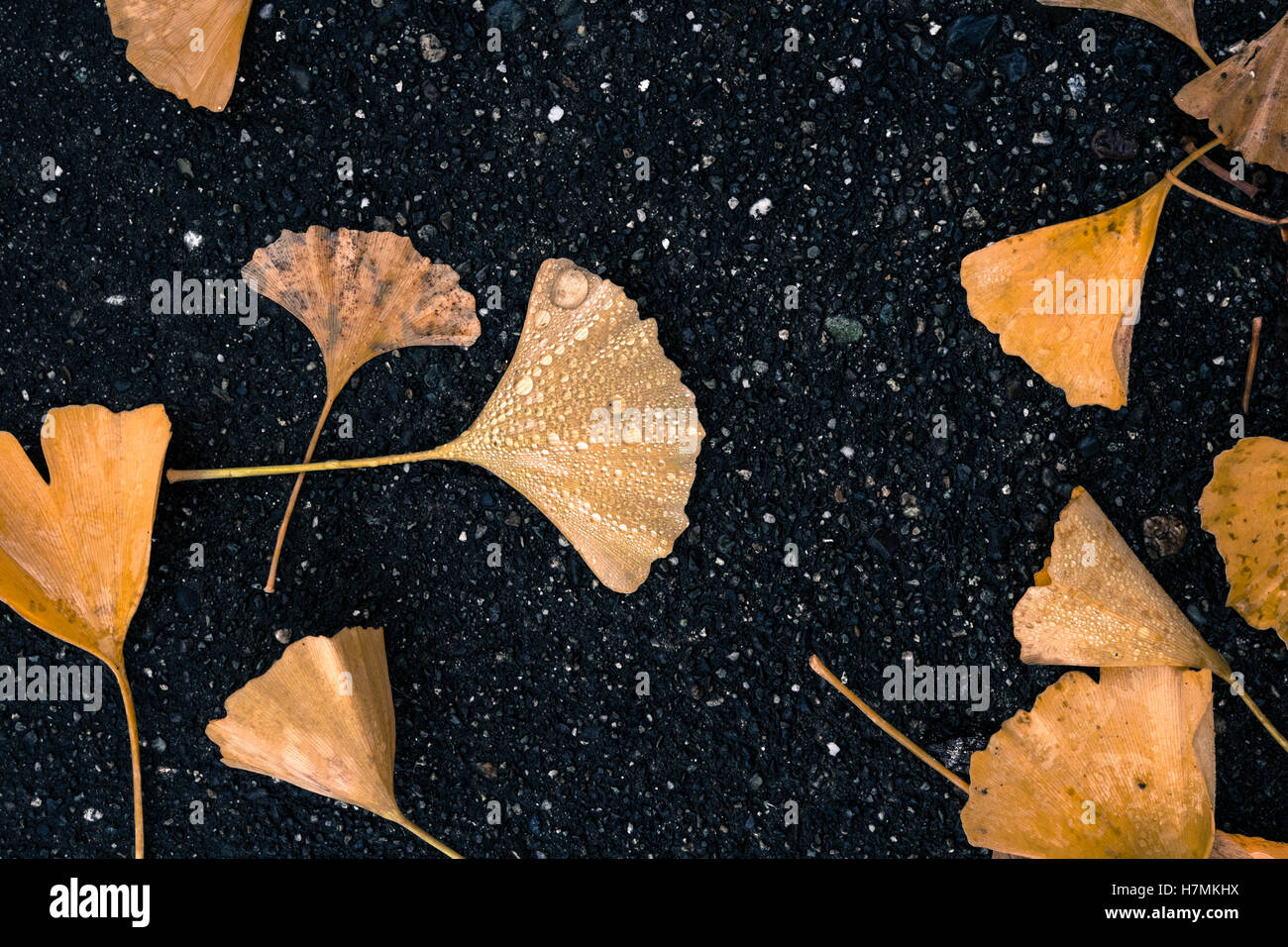 Nass, orange, gelb, verwesenden Ginko-Blätter, die auf den Boden, auf einem Bürgersteig Asphalt im Herbst an einem regnerischen Tag in Seattle gefallen haben Stockfoto