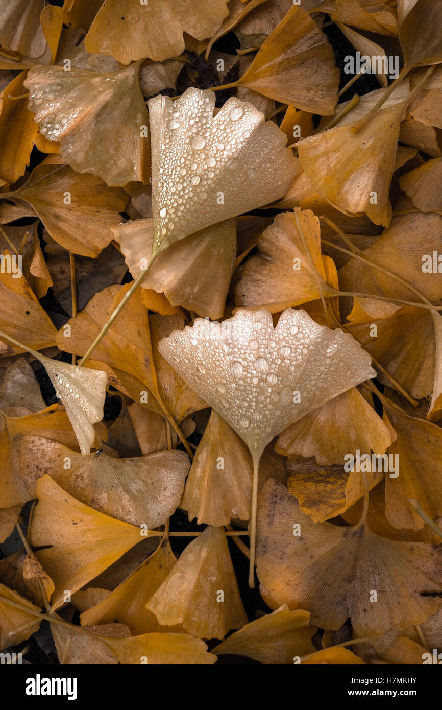 Nahaufnahme der nassen Ginko-Blätter, die an einem regnerischen Tag in Seattle im Herbst auf den Boden gefallen sind, oder fallen Stockfoto