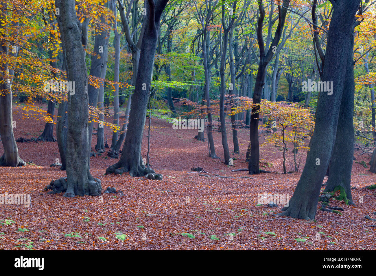 Buche Fagus sylvatica in Epping Forest Essex UK Herbst Stockfoto