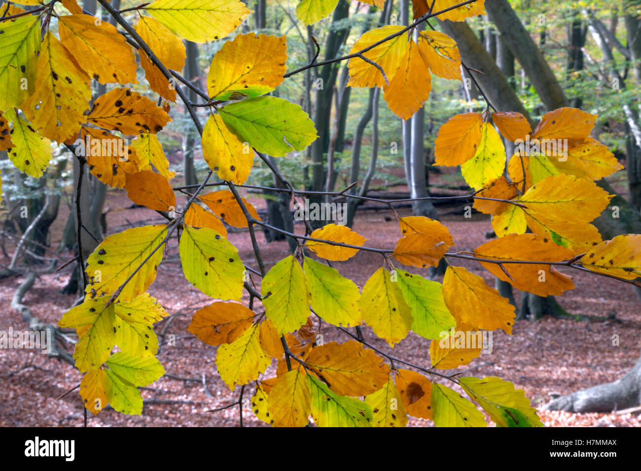 Buche Fagus sylvatica in Epping Forest Essex UK Herbst Stockfoto