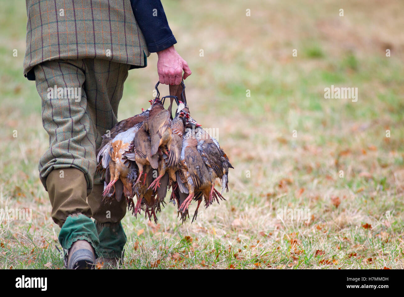 Fasane und Rebhühner einsammeln auf Pirschfahrt Stockfoto