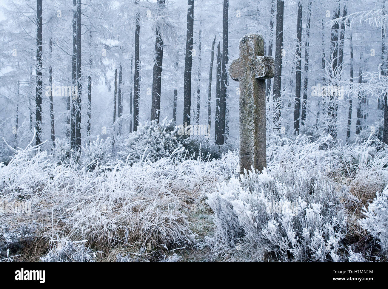 Mauley Kreuz im Winter cropton Wald North York Moors National Park North Yorkshire England Großbritannien Stockfoto