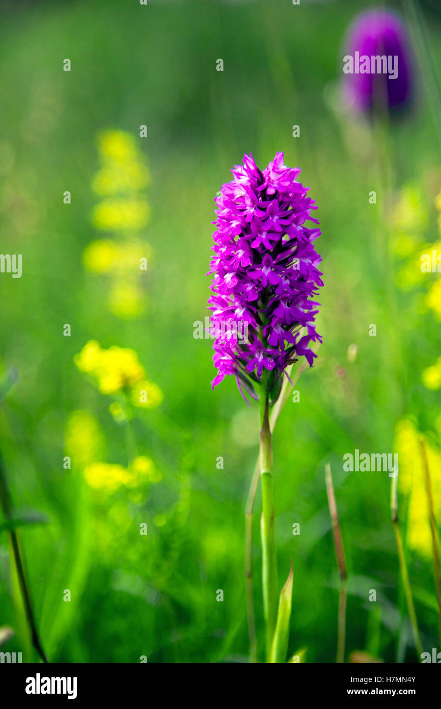 Pyramidale orchid Anacamptis pyramidalis Yorkshire Wildlife Trust wharram Steinbruch Naturschutzgebiet north yorkshire North Yorkshire Stockfoto